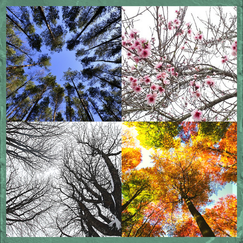 175 Days Of Tree Camp: The Worst High School Experience (Old Edition)